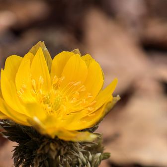 キレイに咲いてる〜♪