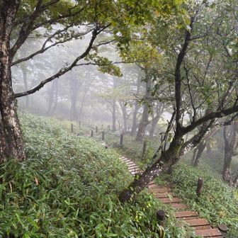塔ノ岳から蛭ヶ岳までの道は本当に気持ちいい道です　ガスってても良い