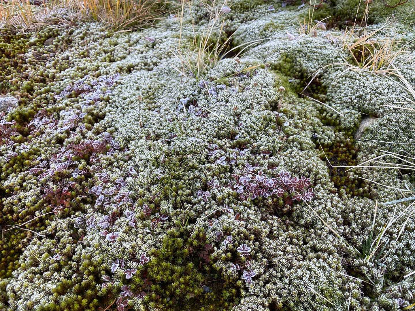 テント脇の野草は霜で真っ白