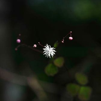 キッコウハグマ？