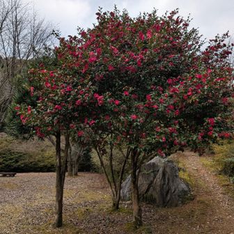 椿かな？
GWシーズンは躑躅がとても綺麗な広場！