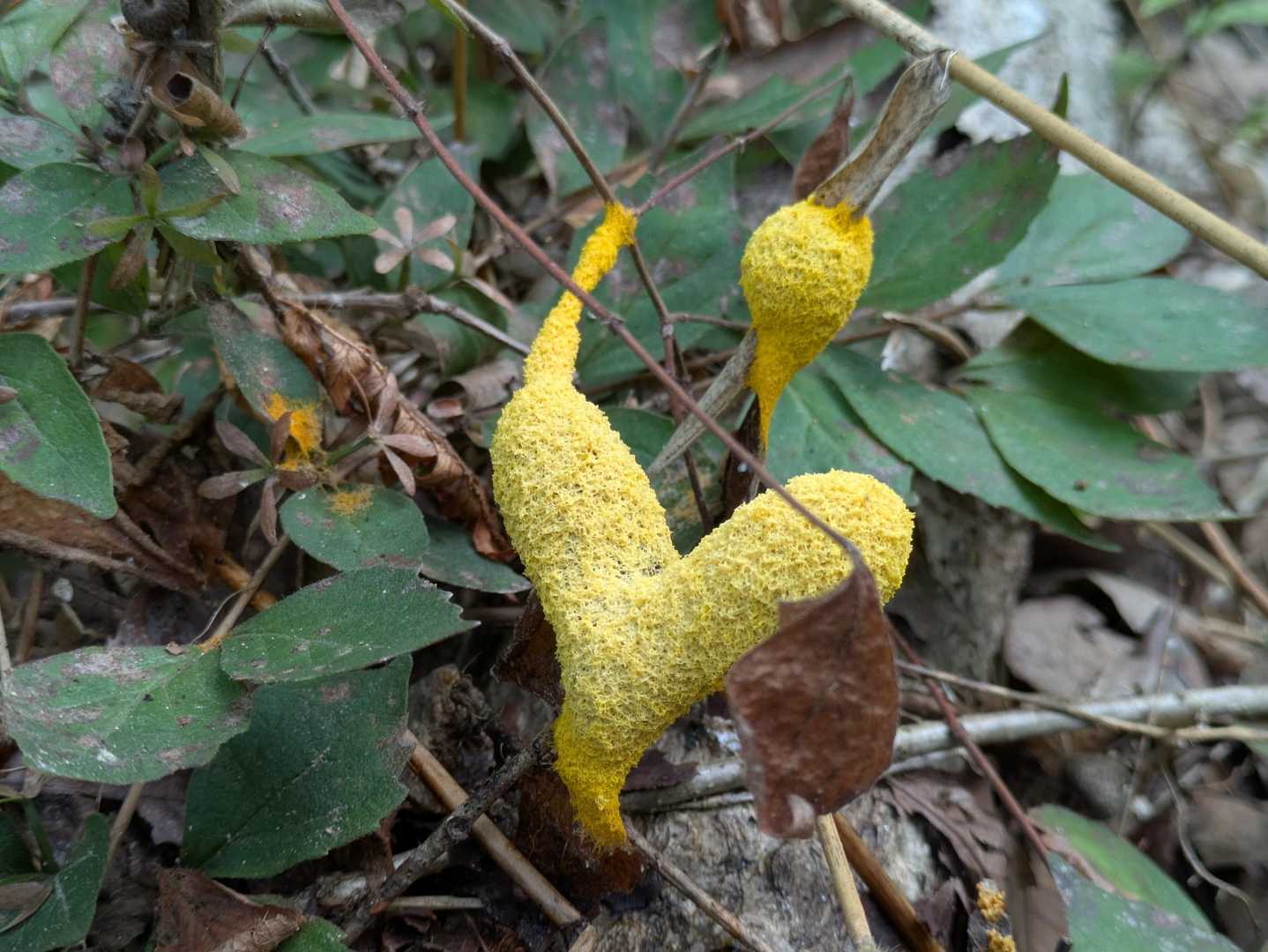 んでコレに遭遇
下の説明は閲覧注意⚠️






何でも粘菌の集合体で移動するらしい🤔