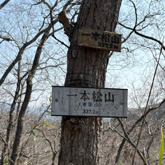 一本松山ちゃく🙌