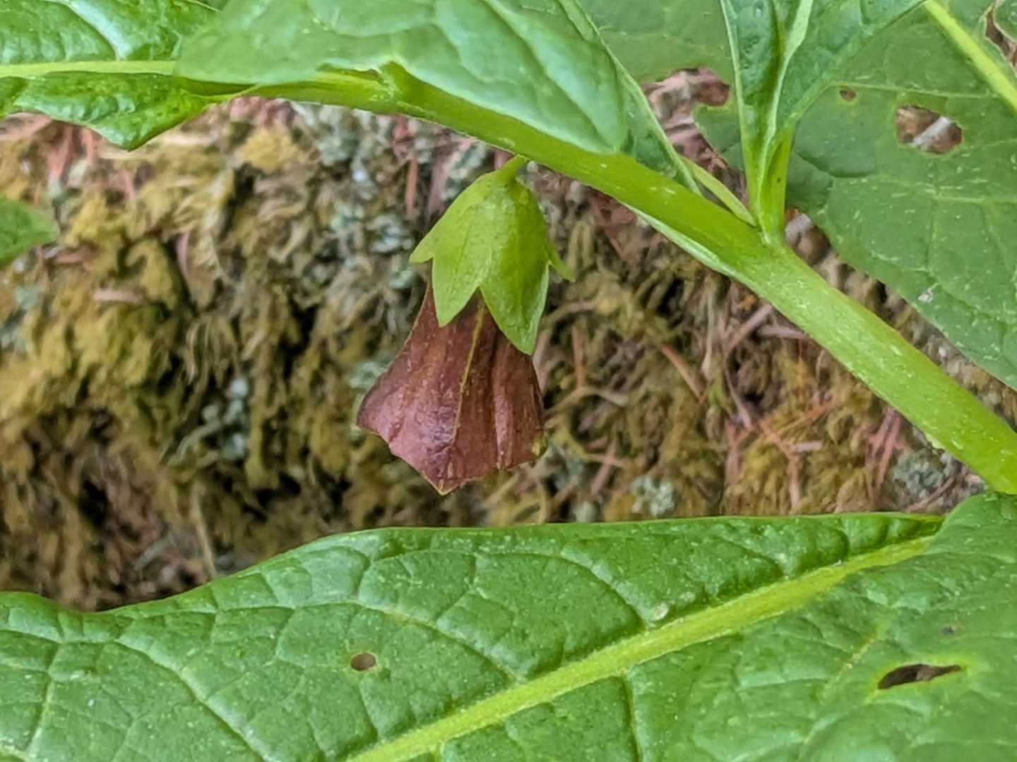 もうナスビ🍆やん！でおなじみのハシリドコロ
まあナス科だから当然だけど。
てか別命キチガイナスビって言うんだって😳
絶対テレビじゃ言えんら笑

てかさすがに葉っぱだけでもうハシリドコロって分かる。