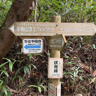 伏見峠から下りていきますけど、念仏坂はやっぱり急すぎて、足の爪がまた黒くなりそう😭