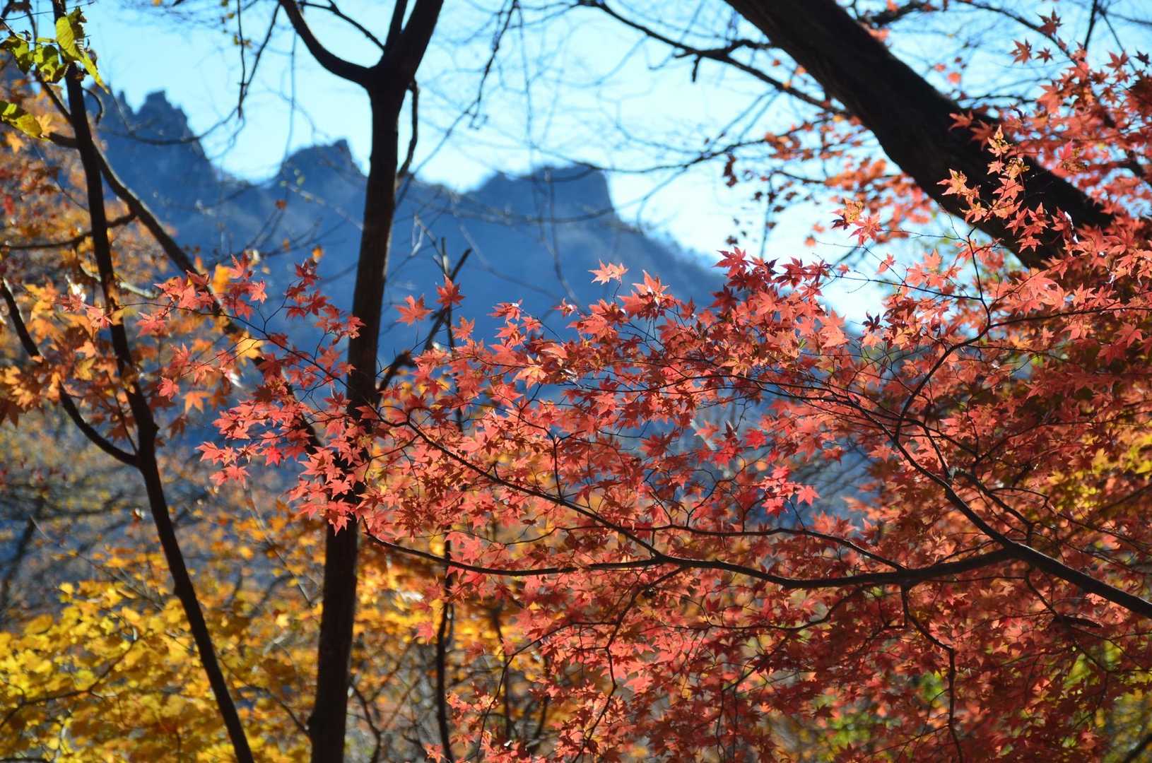 鮮やか🍁