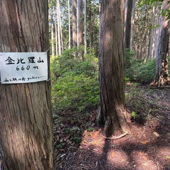 本日最初のピークとなる金比羅山。