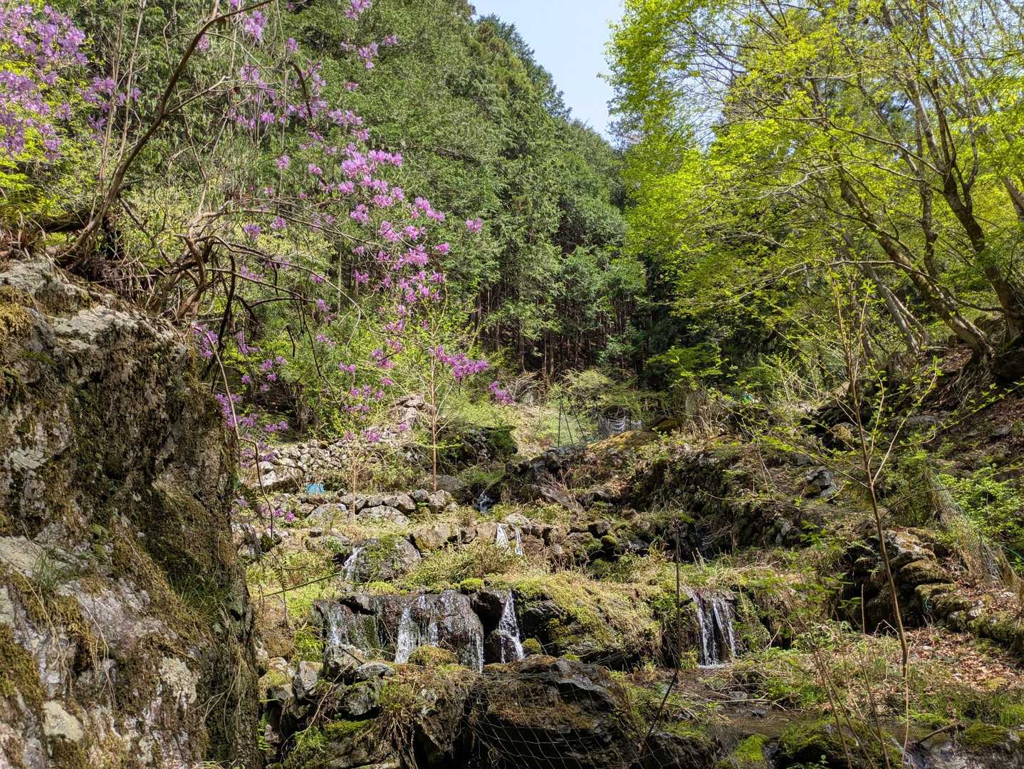 ここはワサビ田の名残り？