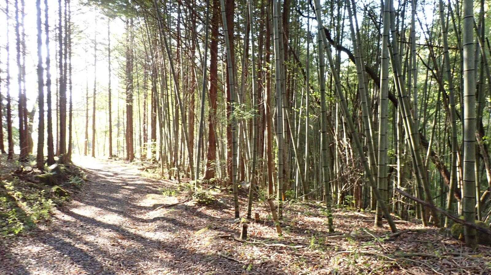 この辺は竹林
たけのこ探しちゃう。