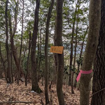 頂上。残念ながら展望なし。手前に神社があったが、神社の方が標高高い気がする。