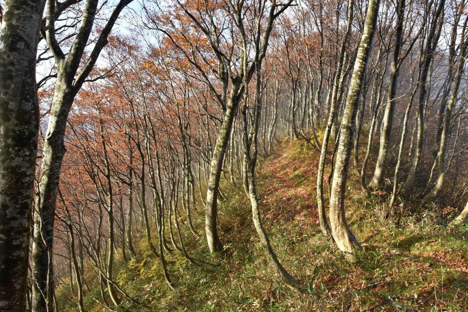綺麗なブナ林を歩いてきました