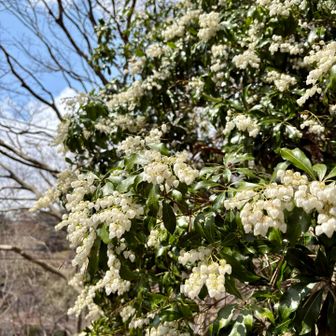アセビ(馬酔木)
葉や茎に有毒成分（アセトポキシン）が含まれており、馬が食べると毒にあたり酔ったようにふらつくことから名付けられたそうです