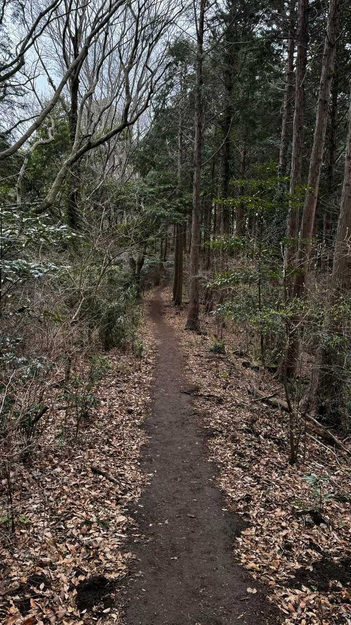 大山（ヤビツ峠〜大山〜鶴巻温泉）縦走 の写真 43