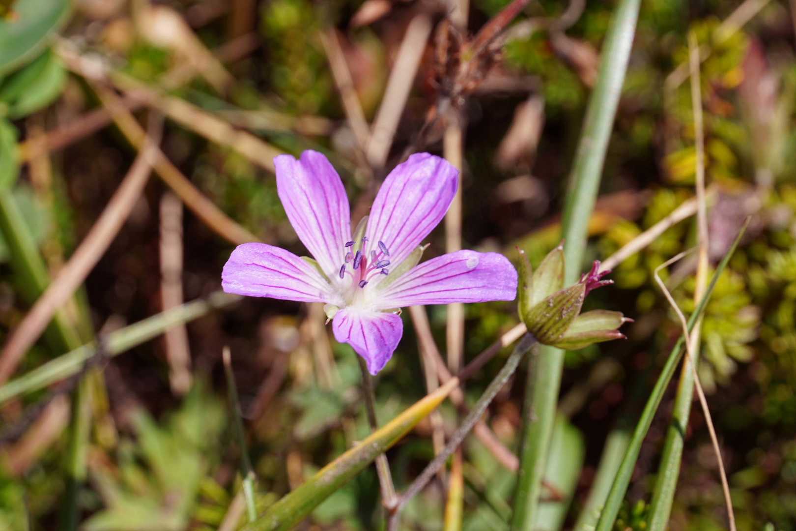 時々花色が濃いのがあるけどアサマフウロかなぁ🤔