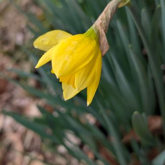 水仙咲き始め
雨が降ってきました☔