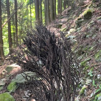 沢から離れ、苦しい登りになったところで虻ちゃん襲来笑　杉の葉を武器に襲われないよう振り払った
