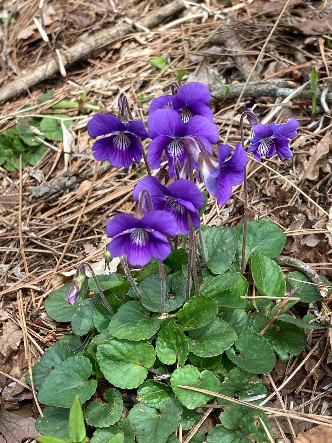 ユニット💜