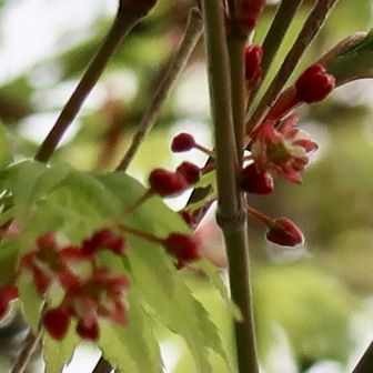 山頂のもみじの花。
雨でカメラのピントが合ってくれない。