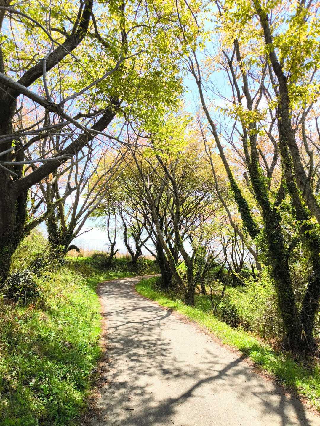 中峠-岩山 往復コースの写真