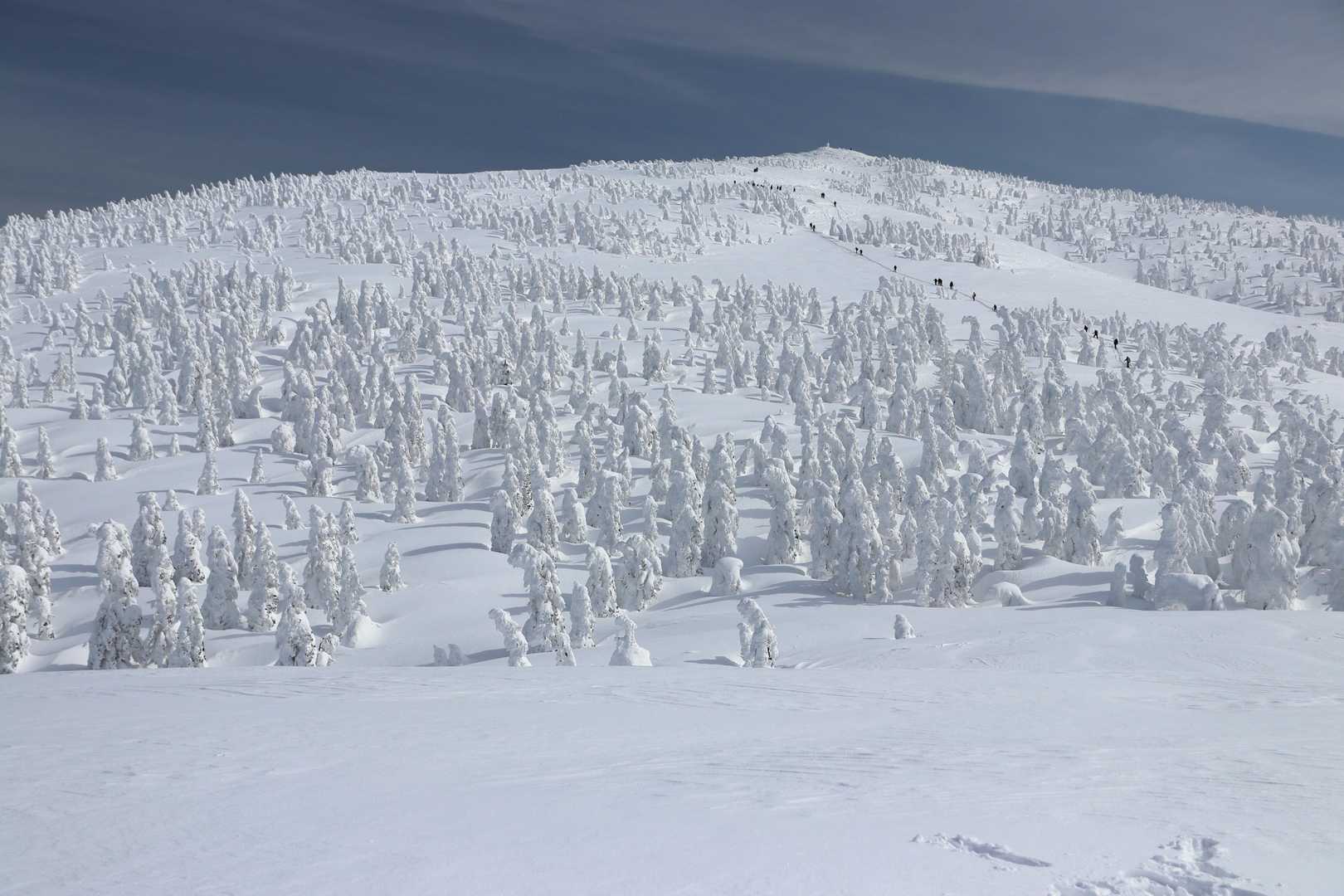 ゴンドラで手軽に天空の花畑へ。360度の絶景が迎える森吉山を往復の写真