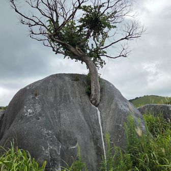 根性の木