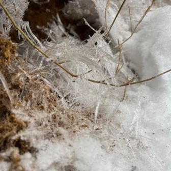 
帰りのシモバシラ
