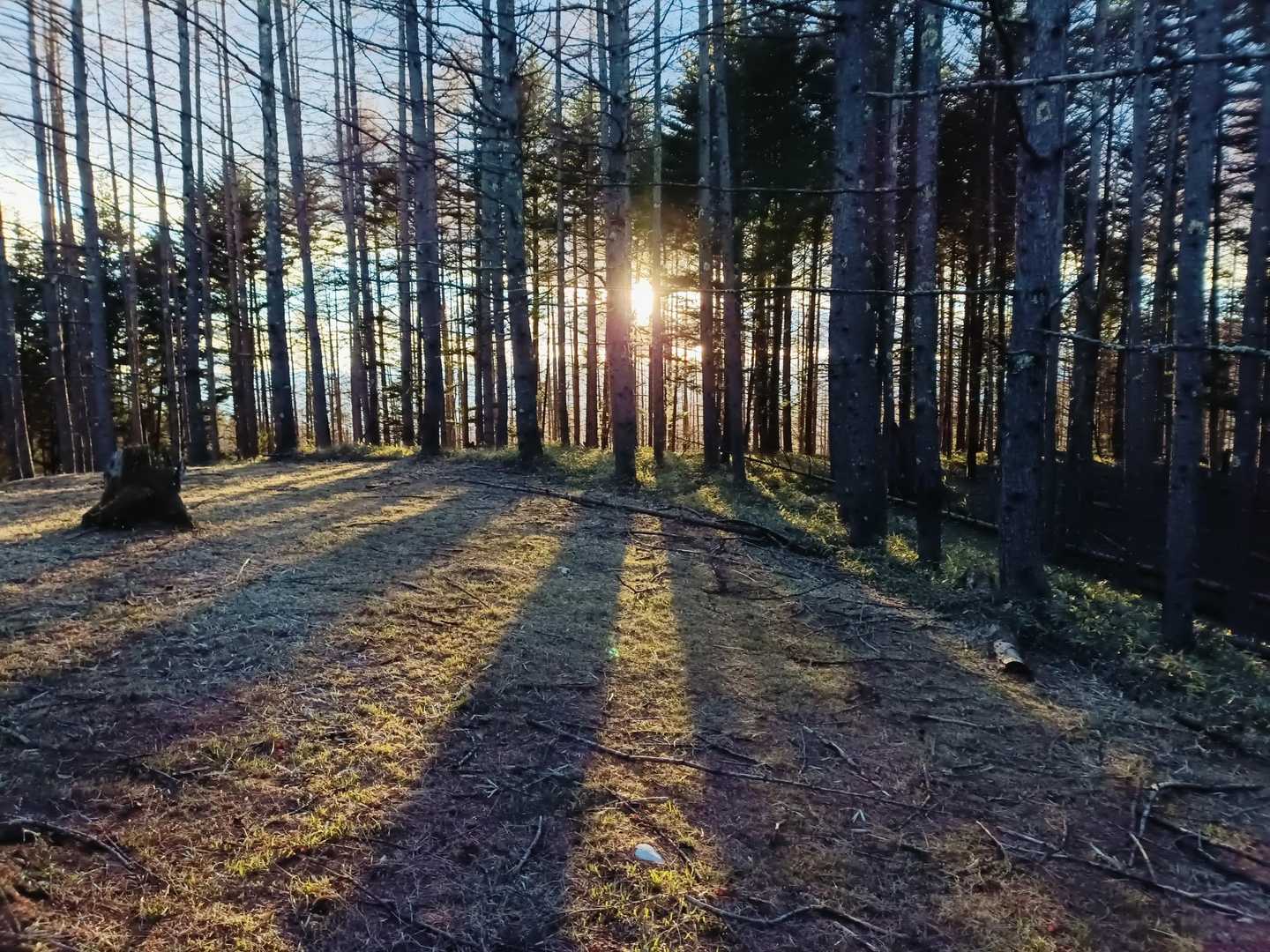 夕暮れ🌄