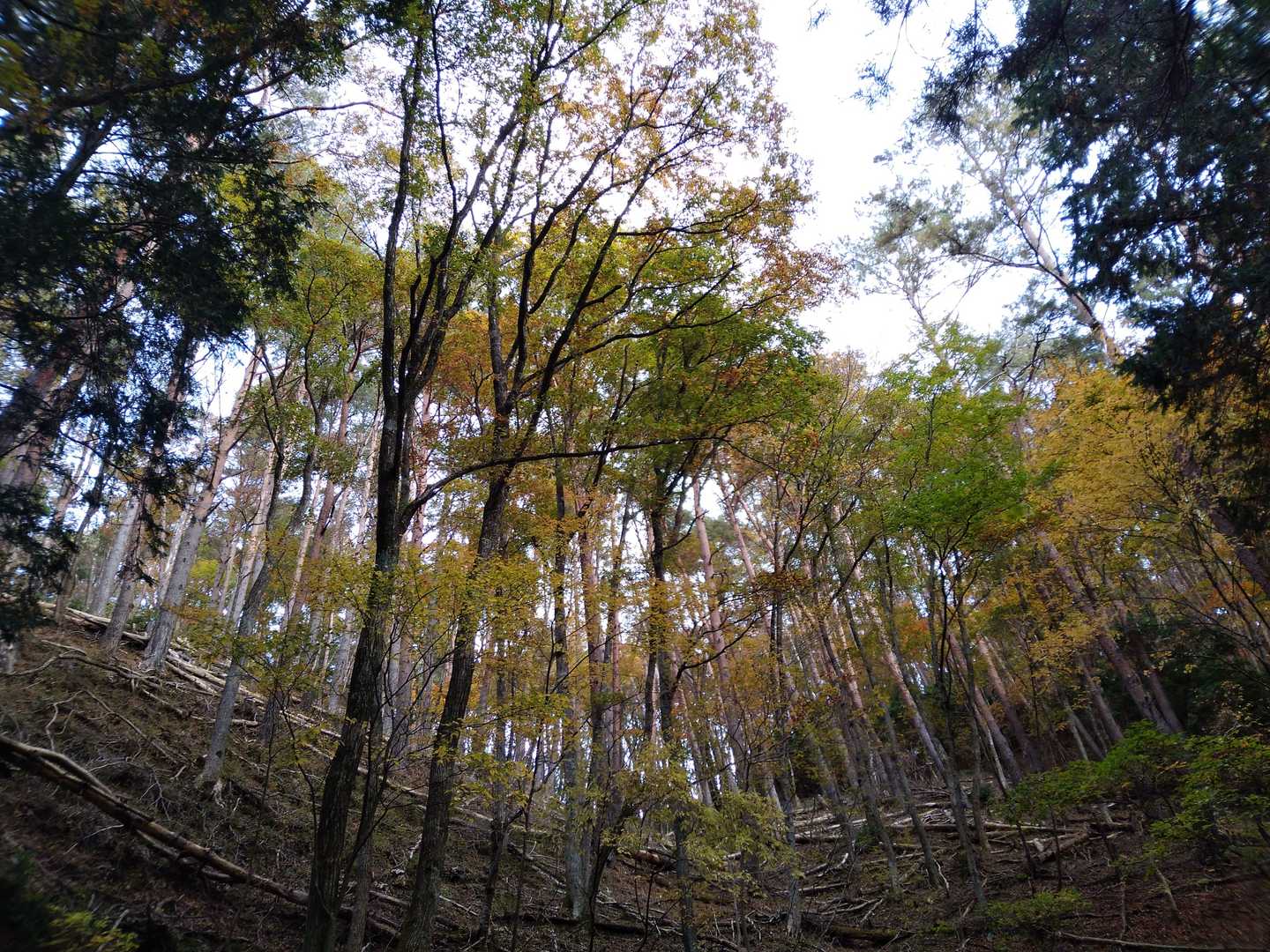 夏焼城ヶ山 往復コースの写真