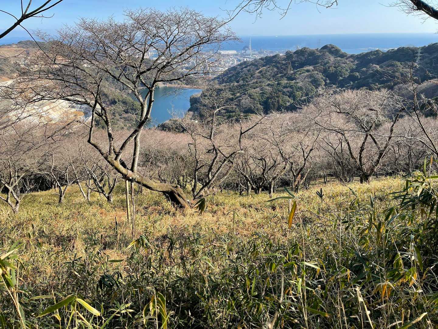 また桜の見頃に来てみたい🌸

ここ高城山と別府の扇山、四月が楽しみ😊