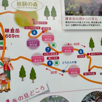 イワウチワやカタクリが咲く道は反対側新市場登山口から登る