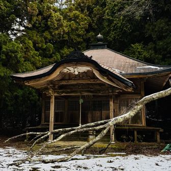 木が倒れてます🪾🙏