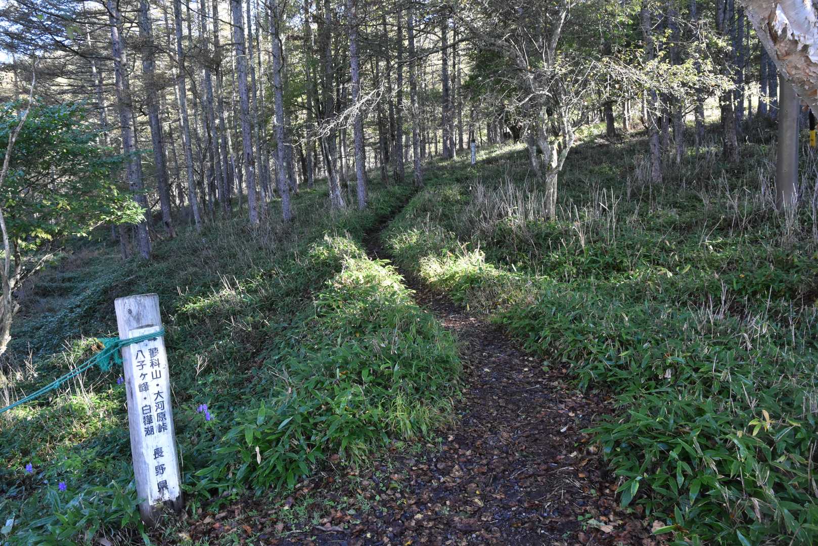 ここから登山開始！