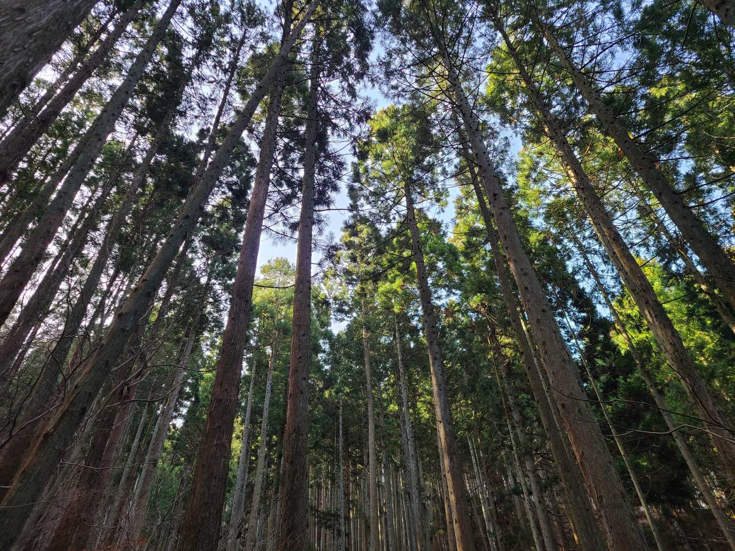 花粉は今日も絶好調に飛んでます
( >д<).;':ﾌﾞｪｯｷｼｭｲ