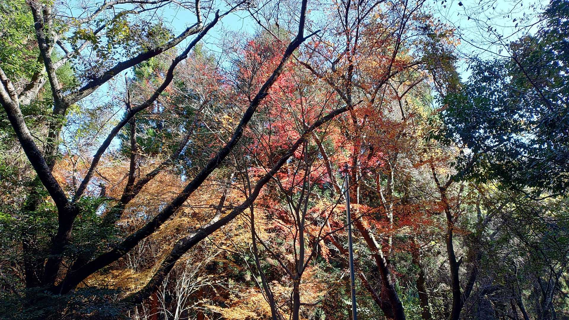 八面山北峰-八面山 周回コースの写真