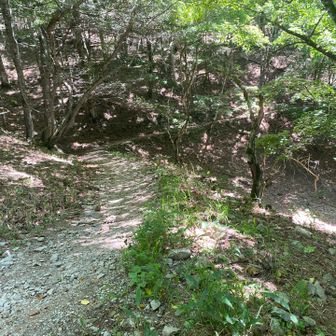 夜叉神峠登山口駐車場へ向けて下山