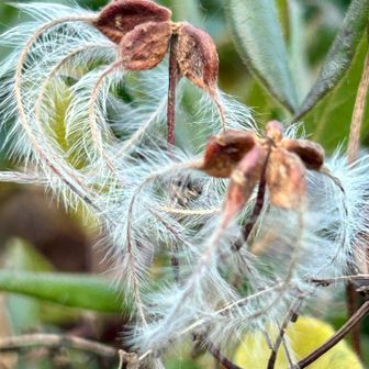センニンソウ（仙人草)   果実
      キンポウゲ科センニンソウ属