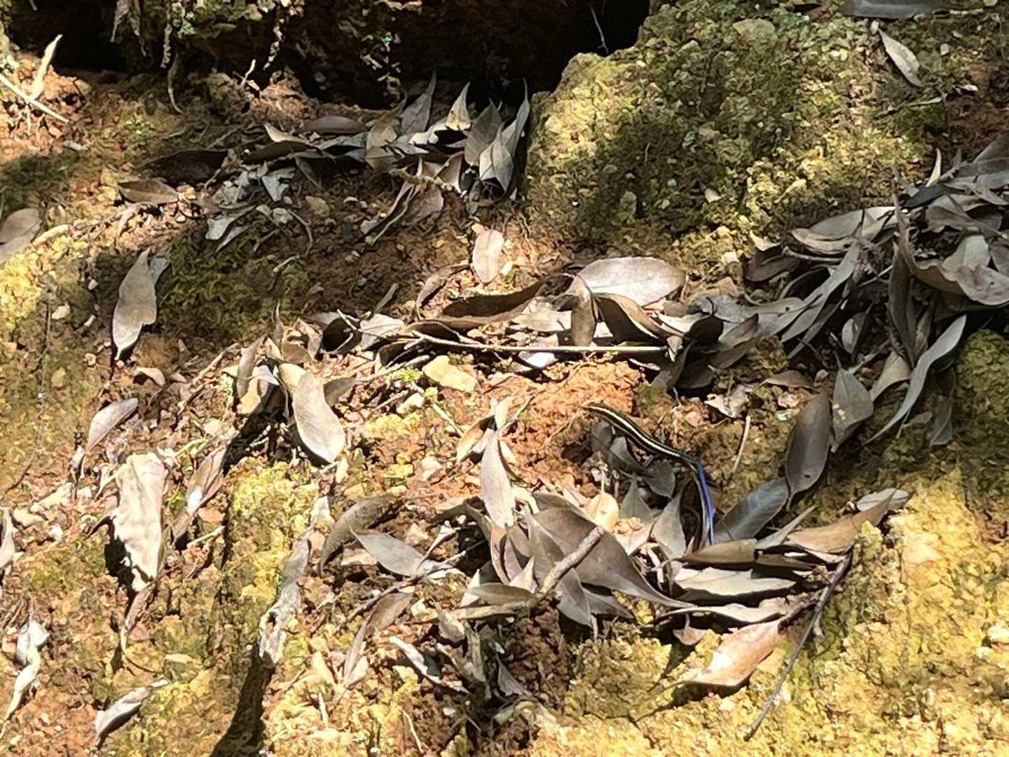キラキラなトカゲだ🦎
可愛い🩷