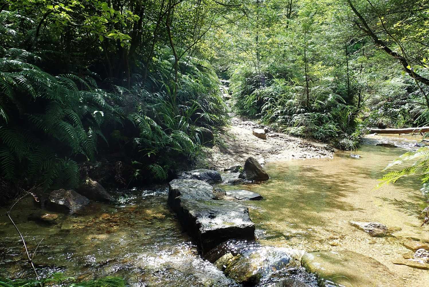 水とシダの多い登山道のはじまり。