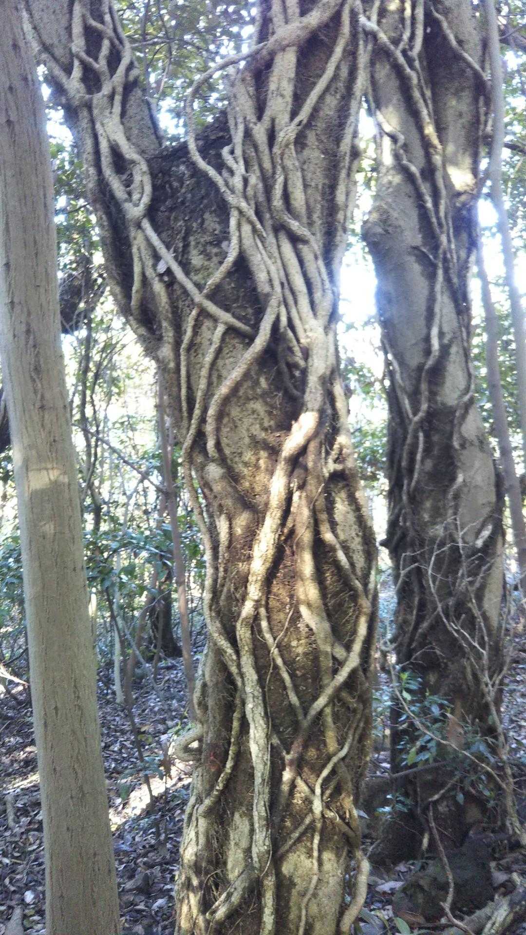 龍王山登山口-龍王山-祇園社 周回コースの写真