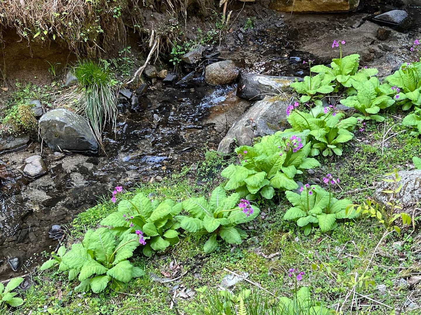 もういきなりクリンソウ咲いてます

登山口付近の方が日当たりが良いので開花してますが、山に入ると蕾多し