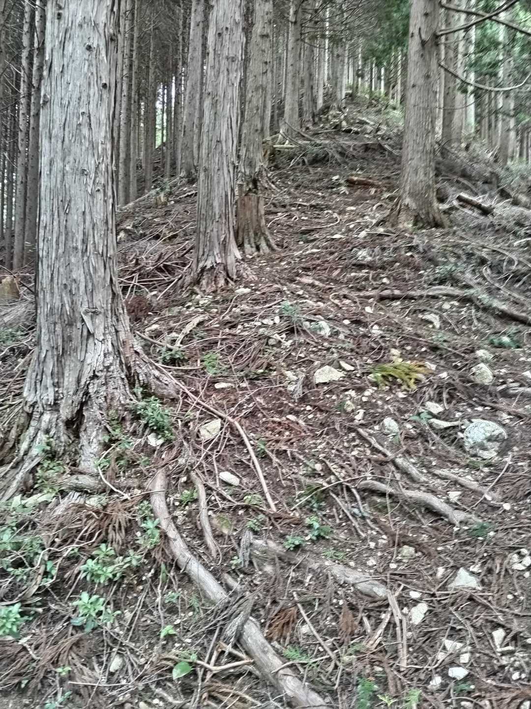 ひたすら上へ。