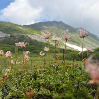 チングルマは新めの綿毛になっていました☁️