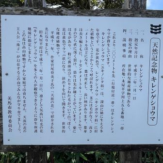 キレンゲショウマの解説
チョット覗きに行ってみました