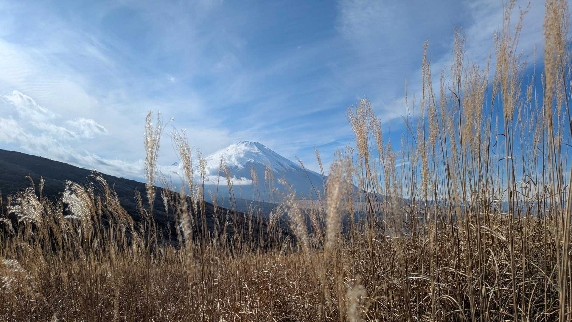 ススキと富士山