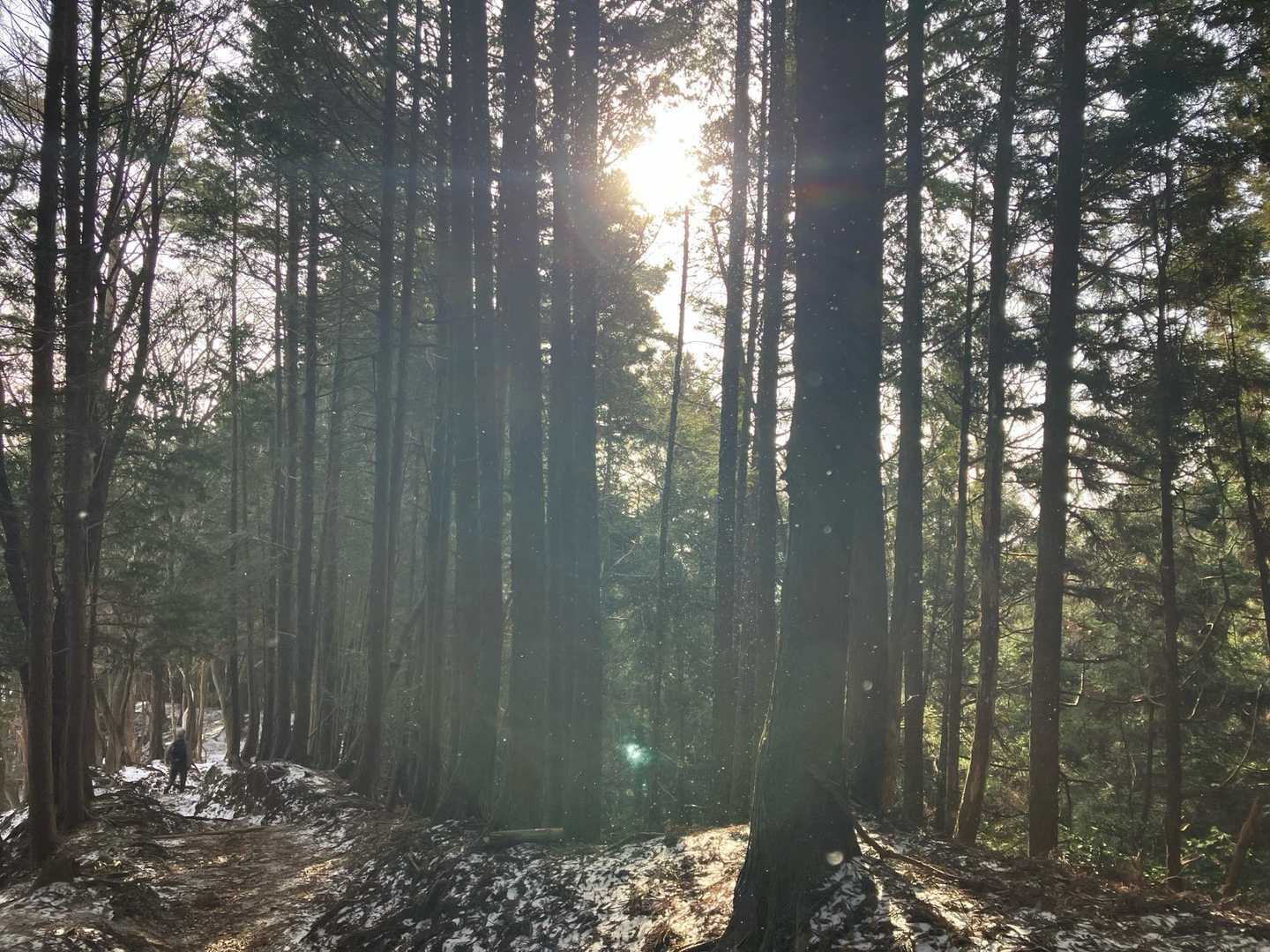 写真じゃはっきり見えないけど雪がキラキラしています✨