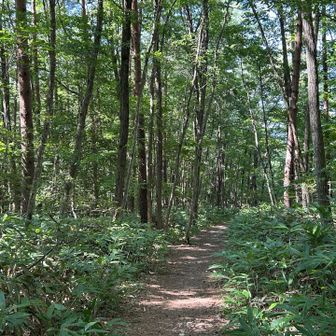🌲🌳再び森林浴スポットで美味しい濃い酸素を🌿