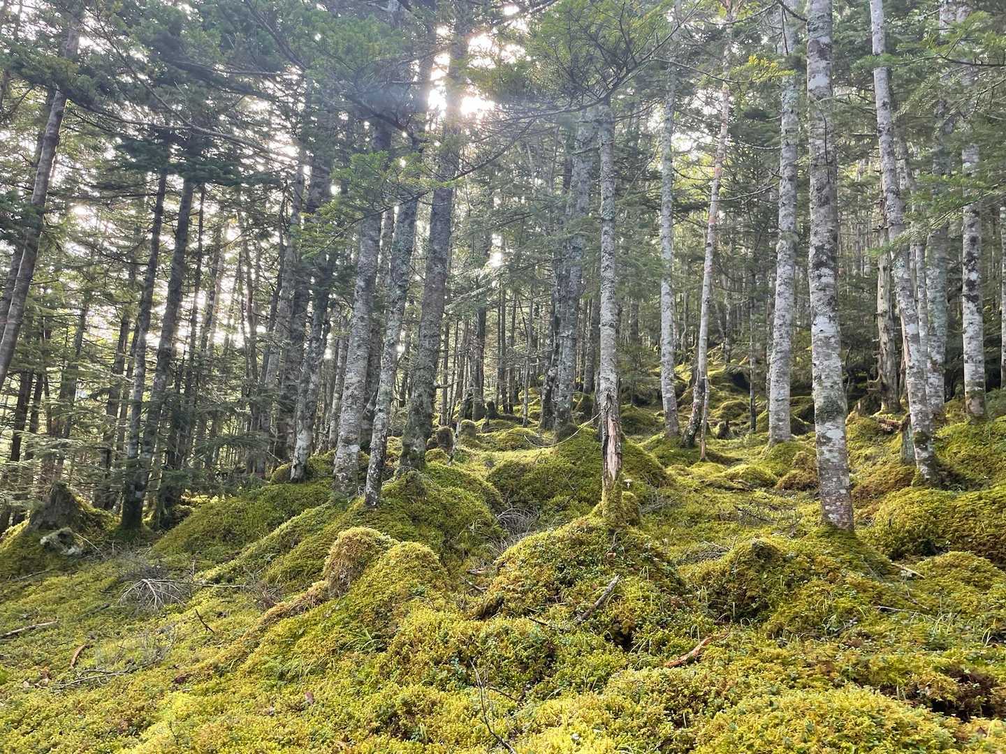 舟山十字路-立場岳-青ナギ-阿弥陀岳-御小屋山 周回コースの写真