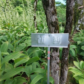 本日２座目の切剥へ到着。
この名は、「かつてこの山で日本狼の皮を切り剥いだ事に由来している」と誰かが言ってましたざ、さっき改めてネットで調べてみると…
「地形が山肌を切り裂いた様な崩壊地であることに由来している」そうです(笑)。