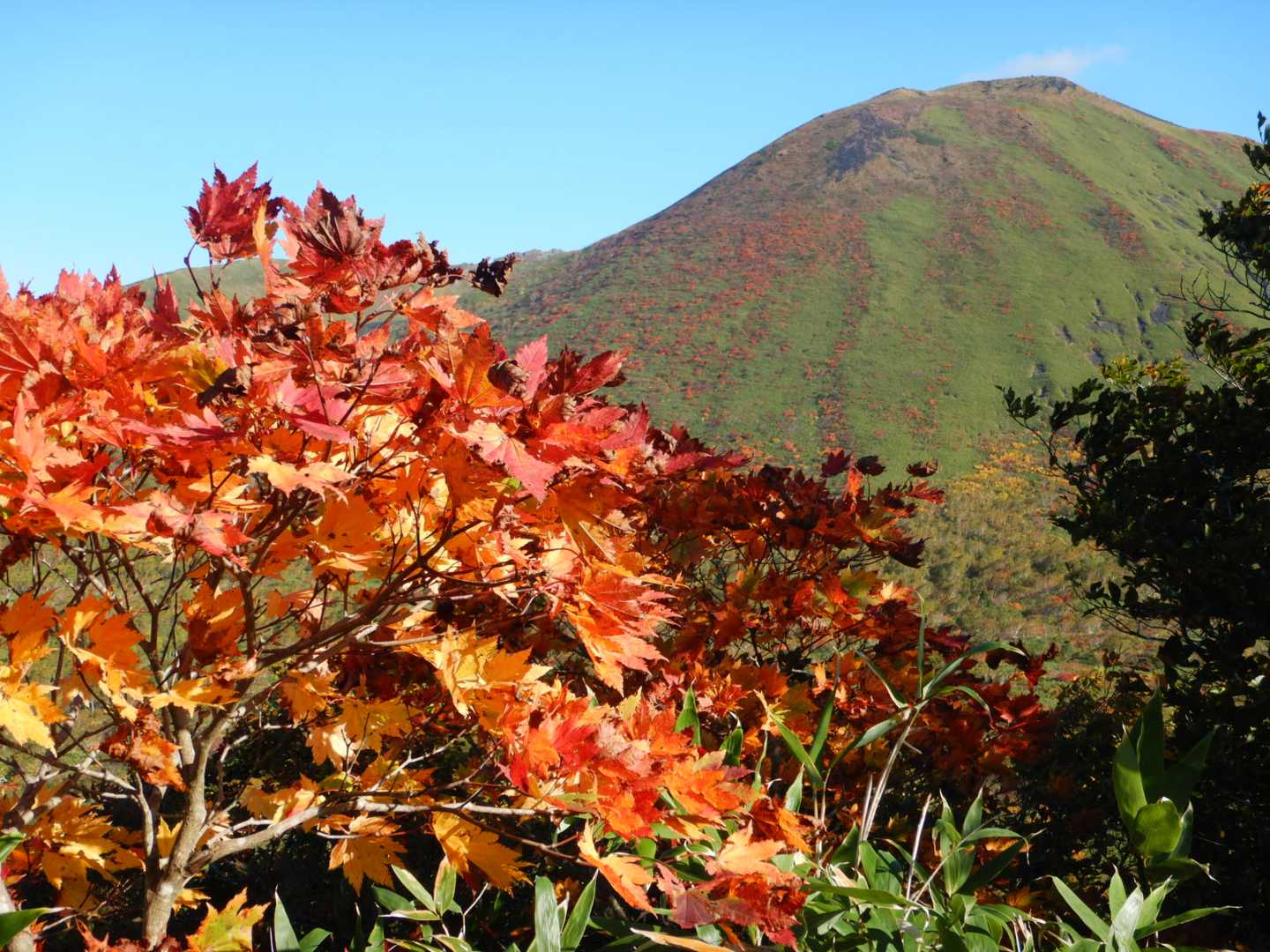 秋田駒ヶ岳国見コース登山口-男岳-横岳 周回コースの写真
