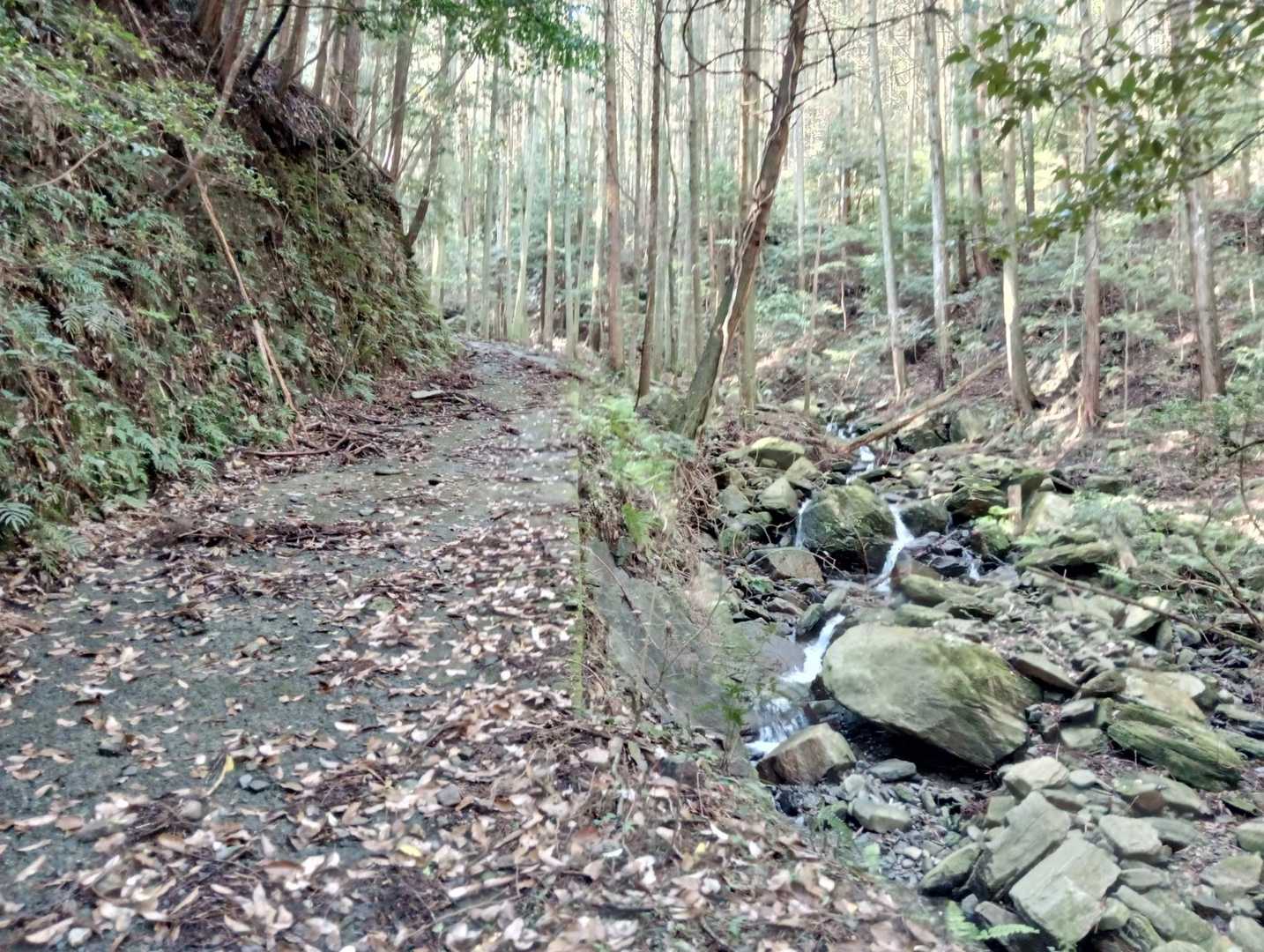 荒れた林道を😣